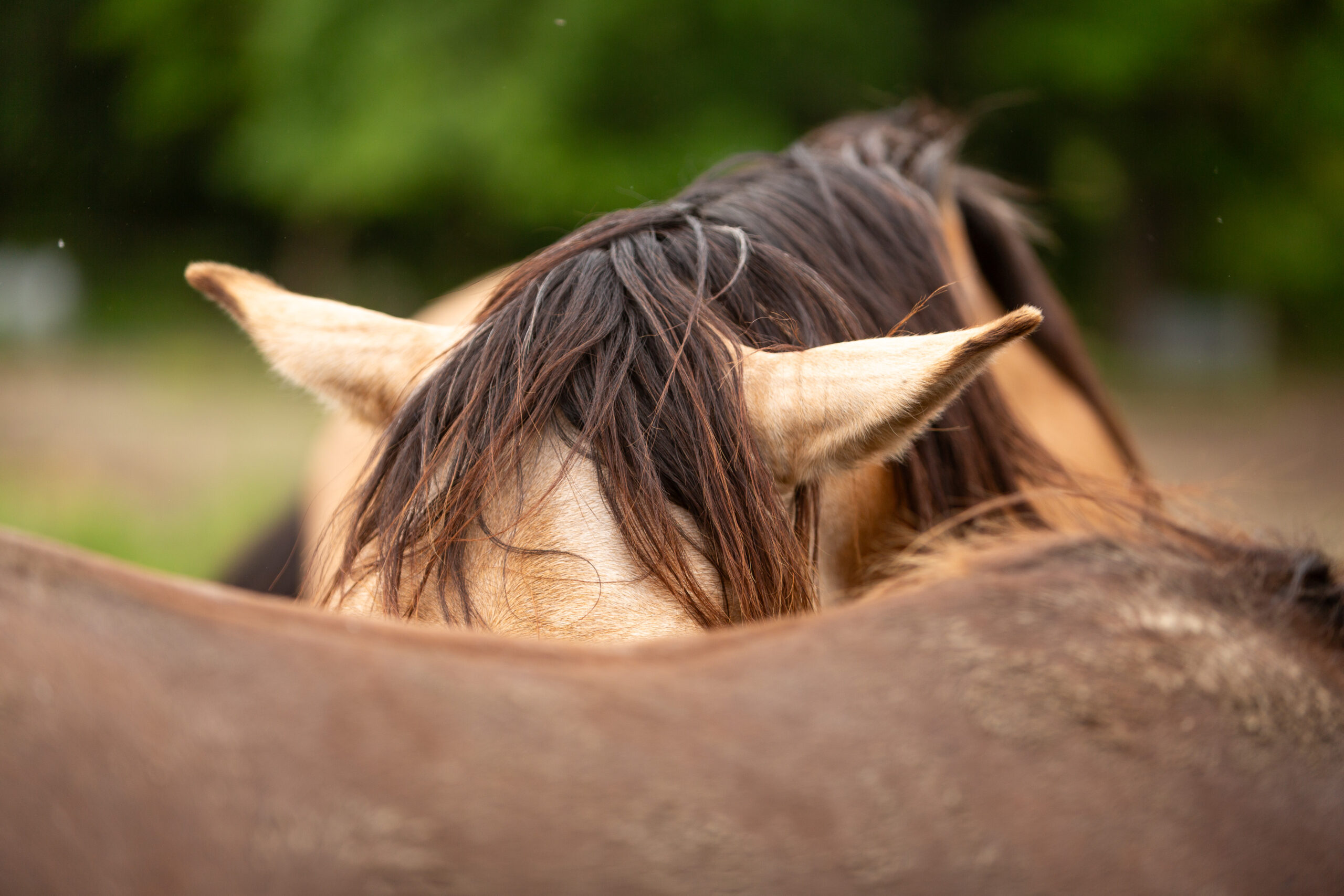 Grace – Trauma Begleitung – Berufliche Weiterbildung